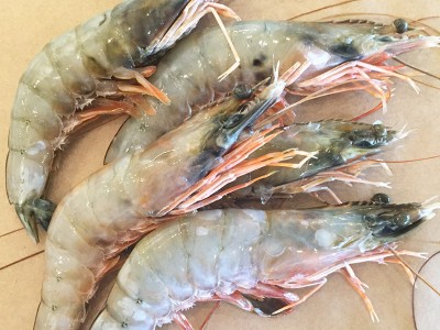 Head-on Shrimp