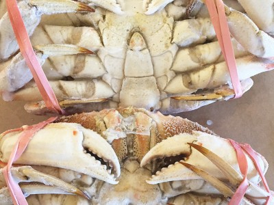 Dungeness Crab