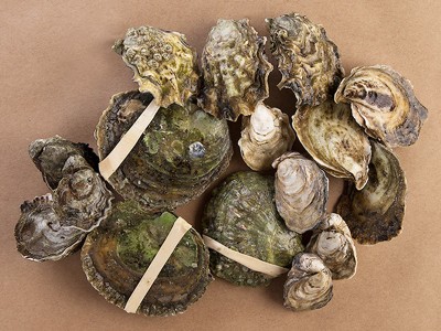 Chesapeake Oysters